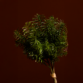 Bouquet di Pini NOEL